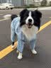 MIKI PAD狗狗雨衣全包四脚防水衣服春秋宠物中大型犬金毛萨摩耶防脏神器 蓝色暴力熊雨衣 7XL（建议背长67cm以内，建议体重65-80斤） 实拍图