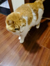 皇家搭档猫条猫零食经典风味鲔鱼虾仁成猫幼猫通用猫条24支装（13g*24支） 实拍图