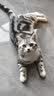 DSRAWMYT 猫梳子 梳毛刷 猫咪去浮毛猫毛清理器除毛针梳狗狗梳子宠物用品 实拍图