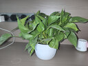 双盟绿萝盆栽除甲醛花卉绿植办公室新房净化空气180罗马白3盆源头直发 实拍图