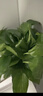 双盟绿萝盆栽除甲醛绿植办公室新房净化空气180托盘款16盆装源头直发 实拍图