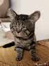 七彩缦冻干猫粮5斤2.5kg宠物幼猫成猫全阶段流浪20猫咪主粮深海鱼 小鱼干双拼鱼肉味猫粮5斤 实拍图