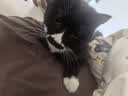 美士Nutro猫罐头一分为二主食餐盒慕斯肉泥罐成幼猫主粮进口宠物食品 【四个口味混搭】75g*24盒-27年8月 实拍图