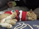萌嘟星宠 猫咪狗狗衣服冬季比熊泰迪博美小型犬新年毛衣宠物保暖秋冬装S号 实拍图