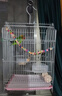 獒少保鸟笼鹦鹉专用鸟笼大号家用八哥鹦鹉笼子金属电镀加粗豪华鸟别墅 电镀银豪华套餐 大号56*32*31cm 实拍图