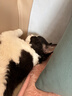 茨格曼激光笔逗猫棒多图案逗猫激光笔USB充电逗猫玩具红外线小猫咪玩具 实拍图