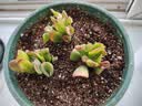 招财钱串吸财树多肉植物办公室桌面绿植盆栽花卉新手好养 【传统国学招财】吸财树3颗 实拍图