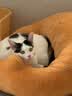 ZEZE橘子猫窝四季通用宠物床猫屋猫窝泰迪狗窝冬天保暖宠物用品 实拍图