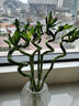 绿有意富贵竹水培植物转运竹花卉绿植室内盆栽绿水养带根鲜花发萝财 【带根发货】转运竹6根+营养液 不含盆 实拍图