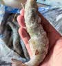 卖鱼郎先生原装进口超大王牌大虾厄瓜多尔白虾20/30规格 净重3斤30-45只/盒 实拍图