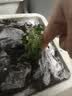 寿禾 各种蔬菜苗活苗带土发货大全菜苗大型苗场秋冬秧苗山东寿光种苗 红矮生番茄苗6棵 实拍图