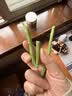 绿食者 新鲜芦笋500g 龙须菜 嫩绿芦笋农家自产去白根新鲜蔬菜 实拍图