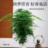 开时果 大文竹盆栽老桩精品植物 四季好养大棵文竹室内阳台大型绿植盆景 5年大文竹+古绿金瓷盆/约40-50cm 实拍图
