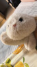 名创优品（MINISO）塔尼兔系列趴姿公仔毛绒玩具玩偶兔子娃娃抱枕生日礼物女 实拍图