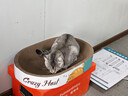 疯狂的主人猫抓板窝巨无霸猫玩具猫爪板猫抓盆不掉屑猫窝碗形圆形瓦楞纸 实拍图
