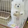 爱丽思（IRIS）狗围栏宠物笼子狗狗木质狗栅栏猫咪护栏大型犬泰迪用品 S、M号通用笼顶 笼顶需加拍 实拍图