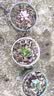 【招财进宝多肉】钱串吸财树桃蛋吹雪之松锦精选系列好养基地直发 桃蛋+吸财树+熊童子 实拍图