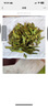 贡苑2026新茶 头采芽特级龙井200g 高端绿茶茶叶礼盒装端午父亲节礼物 实拍图