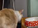 乐优派猫碗陶瓷黑色水碗宠物喂食器狗碗大容量防打翻猫食盆狗盆 黑色 实拍图