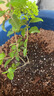 美乐棵  通用营养土养花花肥种植土花土种菜土盆栽绿植专用土壤100L 实拍图
