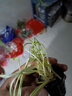 胜画铜钱草鱼缸水草水培植物直接入缸造景蜈蚣草净化水质古法养鱼草 铜钱草1盆约15-20根 实拍图