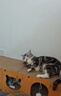 欢宠网猫玩具猫咪羊毛球逗猫磨牙自嗨神器自己玩解闷猫猫小猫幼猫3个装 实拍图