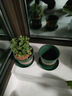 花盆绿植盆栽加厚塑料简约多肉小盆阳台客厅月季玫瑰大号家用花盆 矮款0.5加仑(口径10cm)2个盆 配套托盘 实拍图