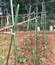 西普顿植物支撑杆藤蔓杆黄瓜番茄爬藤支撑杆菜园盆栽蔬菜搭架杆花卉支柱 直径8mm*长60cm(10根) 大 实拍图