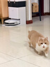 科沃斯T50S扫地机器人全自动扫拖一体家用毛发0缠超薄水箱版(支持鸿蒙智联) 实拍图