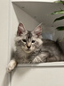 愛肯拿（ACANA）高蛋白幼猫粮助力发育成长无谷猫干粮【官方授权】 【详情页领券更优惠】4.5kg-27/8/29 实拍图