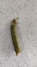 新鲜豌豆四川带壳青豆角水果甜豆荚农家蔬菜 新鲜青豌豆荚净重2斤 实拍图