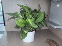 双盟绿萝盆栽除甲醛花卉绿植办公室新房净化空气180白竖纹4盆源头直发 实拍图
