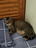 麦富迪（Myfoodie）猫粮 三文鱼鱼油磷虾天然猫粮加菲折耳英短美短通用型猫干粮 【20斤】三文鱼鱼油成猫粮10kg 实拍图