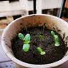 播种心情家庭种植蔬菜种子大全四季播种阳台盆栽农家庭院小菜园有机香菜菠 四季奶油小白菜种子2包 实拍图