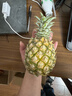 广东徐闻香水菠萝新鲜水果生鲜热带孕妇水果整箱包邮 【限时低价】1个装  净重650g起 实拍图