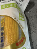 北纬47度水果玉米2.64斤(220g*6根)开袋即食鲜甜玉米棒 低脂低GI早餐苞米 实拍图