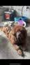 凯锐思 哈士奇狗粮 成犬幼犬专用大型犬4斤营养专用粮 2kg 实拍图