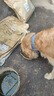 奥丁 西餐厅 狗粮全犬种通用型成犬专用哈士奇德牧通用 成犬犬粮15kg 实拍图