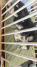佩迪熊夏季中大型犬狗狗垫子凉垫夏天宠物睡垫狗窝防水四季通用可拆洗 溜背床耐抓皮-牛油果绿 M-60*45cm【建议15斤内】 实拍图