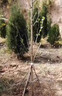 黛陌 银杏树苗南北方种植银杏苗白果苗庭院绿化苗白果树苗占地绿化苗 6公分粗 银杏树 实拍图