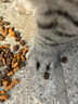 亿迪猫粮全价成猫幼猫冻干全阶段5斤布偶蓝猫英短橘猫通用小包装2.5kg 实拍图