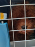 果粒之星纯种灰泰迪泰迪幼犬小型犬贵宾犬宠物狗活体小狗 血统级 实拍图