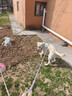 MIKI PAD狗狗牵引绳防爆冲狗胸背带遛狗绳中大型犬边牧萨摩耶背心式狗链子 柠檬黄【轻盈透气】+1.5m牵引绳 L 脖围50-65cm 建议28-45斤 实拍图
