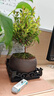 开时果 小叶赤楠盆景中式禅意植物 金丝楠木盆栽办公室内桌面老桩绿植 【热销款】舍得紫砂盆+苔藓+底座 实拍图