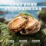 海鼎纪三去鲍鱼肉 净重250g（10-14粒）新鲜鲍鱼速冻 火锅 实拍图