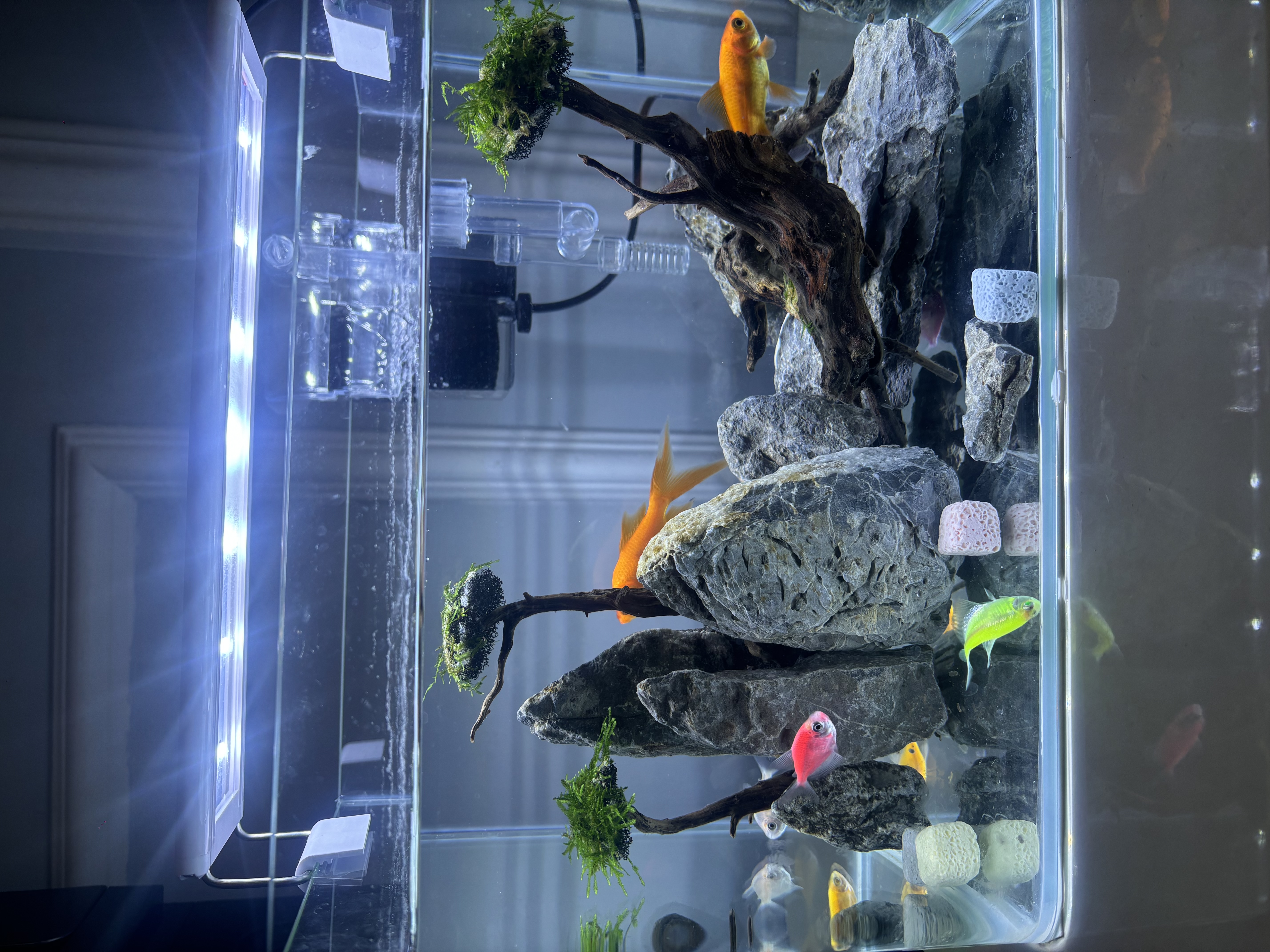 【顺丰快速发货】3-5CM彩色天使鱼 群游观赏鱼淡水活体小型鱼好养 七色(翡翠/蓝/红/黄/粉/绿/紫) 8条+2条备损(七色冲量搭配)2-4CM大号 实拍图