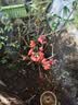 花翁海棠花盆栽树苗重瓣长寿冠盆景老桩庭院阳台绿植室内花卉源头直发 实拍图