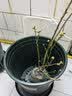 特大蓝莓树果苗盆栽地栽发货南北方种植奥尼尔蓝莓苗当年结果 薄雾 5年苗【当年结果】50-60公分高 实拍图