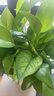 双盟绿萝盆栽除甲醛花卉绿植办公新房净化空气180龙蛋光面4盆源头直发 实拍图