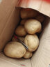京喜加新鲜黄心土豆农家自种黄皮马铃薯黄心洋芋减脂早餐新鲜蔬菜 黄心土豆 1斤 带箱 50g起/单果 实拍图
